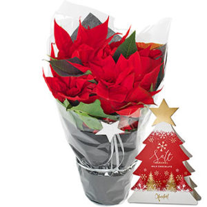 Röd julstjärna och en förpackning choklad. Ett gåvoset från Euroflorist.