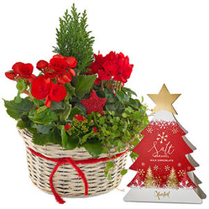 Julgrupp med blandade julblommor i rött plus en ask med chokladpraliner. Gåvosetet finns att beställa hos Euroflorist, en av de största blomsterförmedlingarna på nätet.