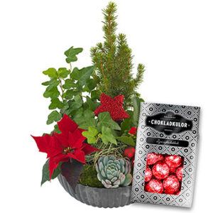Julgrupp med röda julstjärnor, taklök, murgröna och en. Plus en påse läckra chokladkulor. Från Euroflorist.