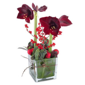 Majestätisk amaryllis, Euroflorist.