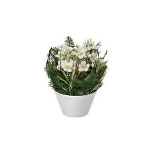 Vit julros i kruka. Ur Interfloras julsortiment.