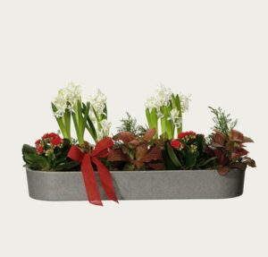 Avlång julgrupp med vita hyacinter, röd mini-calandiva och dekorationsgrönt. En julgrupp från Interflora.