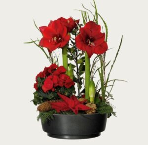 Stor julgrupp med röd amaryllis, röd begonia, röd minijulstjärna, tallkottar och blandat dekorationsgrönt. En julgrupp från Interflora.