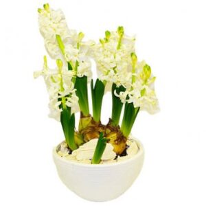 Vita hyacinter i vit skål. Skicka med bud via Florister i Sverige!