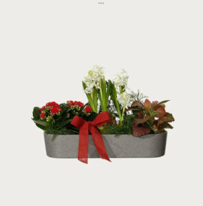 Vita hyacinter tillsammans med röd mini-calandiva och dekorationsgrönt. Superfin! Beställ hos Interflora!