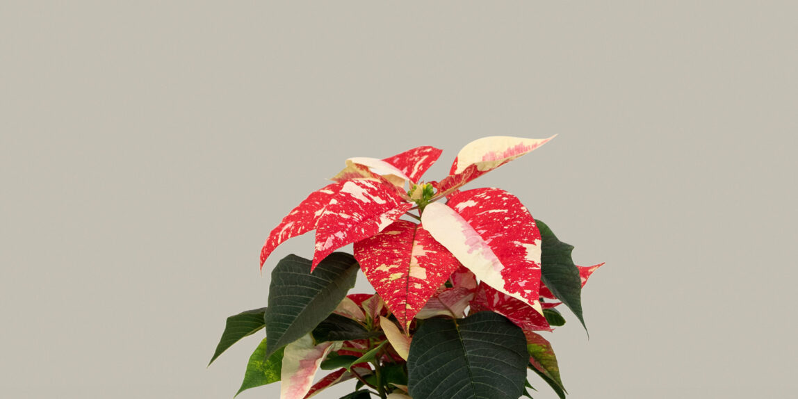 Julstjärna "Glitter", beställ hos Lalaplants!